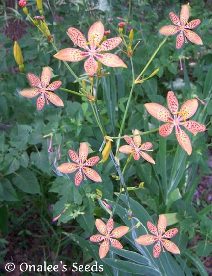 Image 1 of Blackberry Lily, Leopard Lily, (Belamcanda  chinensis)  Seeds
