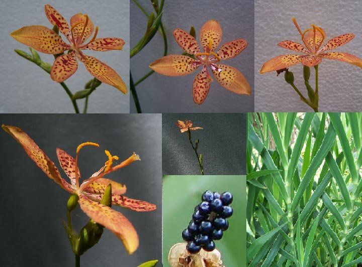 50  Fast, Showy, Hardy Perennial Seeds Leopard Lily Belamcanda chinensis