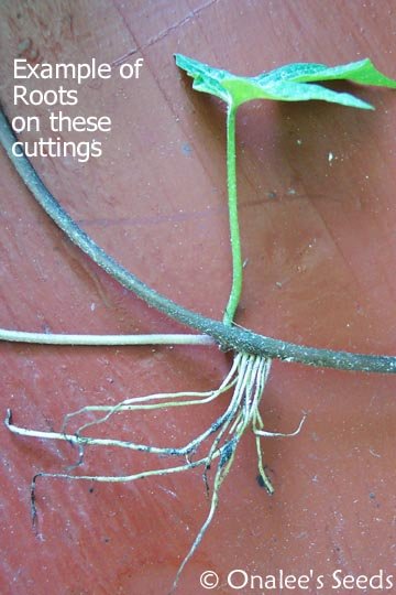 Image 1 of Blue Dawn Flower Morning Glory (Ipomoea acuminata, I. indica)  Rooted Cuttings