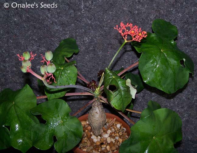 Image 0 of Buddha Belly (Jatropha podagrica) Seeds Unusual plant! Container or garden. Red