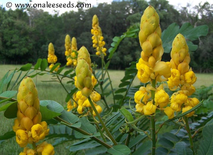 Image 0 of Cassia Alata / Senna Alata / Candlestick / Candelabra Bush Seeds