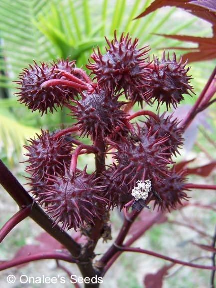 Image 1 of Castor Bean *DEEP PURPLE* Seeds - Tropical Look-Striking! (Ricinus communis)