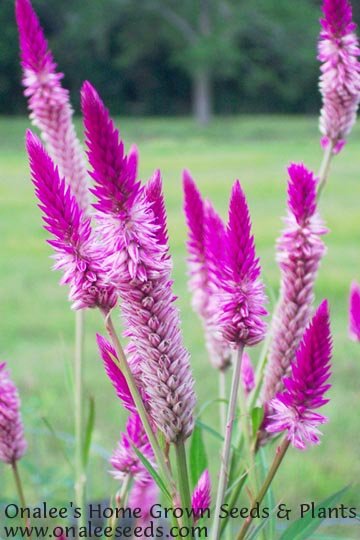 Celosia - Flamingo Feather - Pink/Purple Plume Seeds