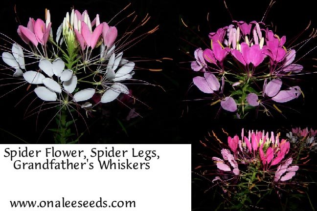 Image 1 of Cleome: Pink, Rose & Violet Queen Cleome hasslerana, Spider Flower Seed Mix