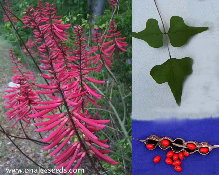 Image 4 of Coral Bean, Cardinal Spear or Cherokee Bean (Erythrina herbacea) Seeds