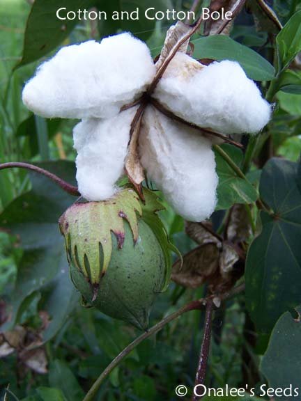 COTTON (Gossypium herbaceum) Seeds, Yellow Flowers and REAL COTTON in the fall!