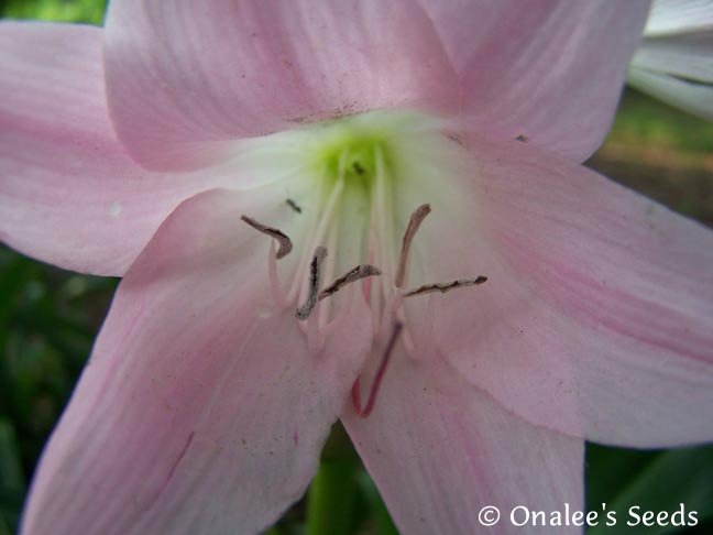 Image 0 of Crinum Lily: Cape Lily, Pass Along Pink,  Light Pink Flowers, Southern Favorite!