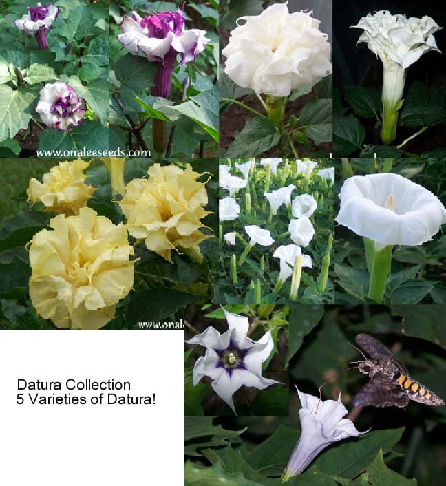 Image 1 of Datura Seed Collection #2: 5 different datura varieties for the price of 4!