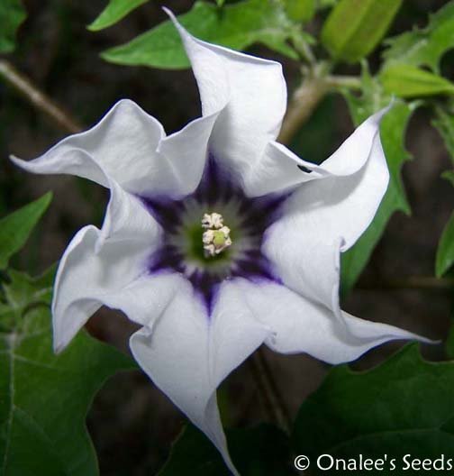 Image 0 of Datura Tatula/La Fleur Lilac Seeds