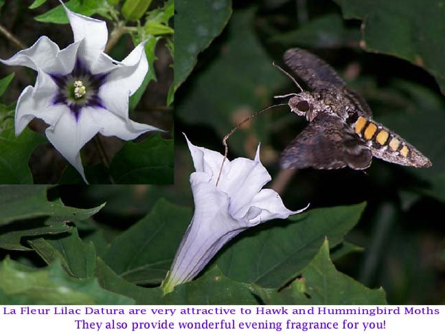 Image 1 of Datura Tatula/La Fleur Lilac Seeds