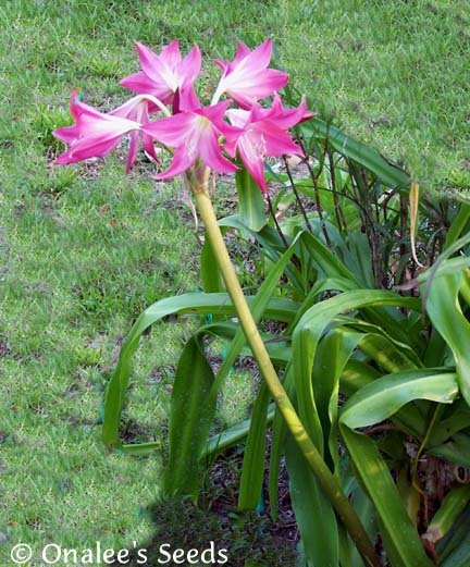 Image 1 of Crinum Lily: Deep Pink Flowered Florida Hybrid - Blooming Size Bulb