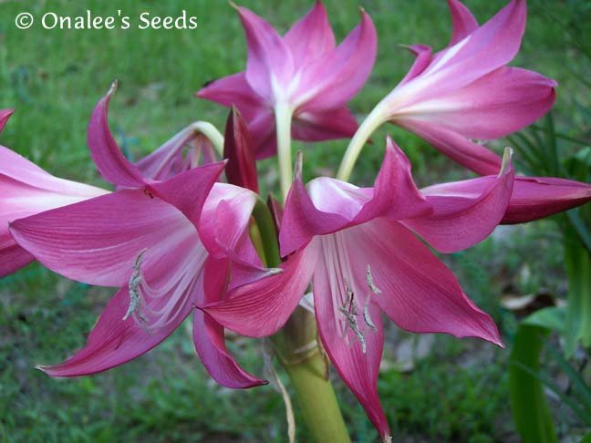 Crinum Lily: Deep Pink Flowering Florida Hybrid, 5 Small Bulbs