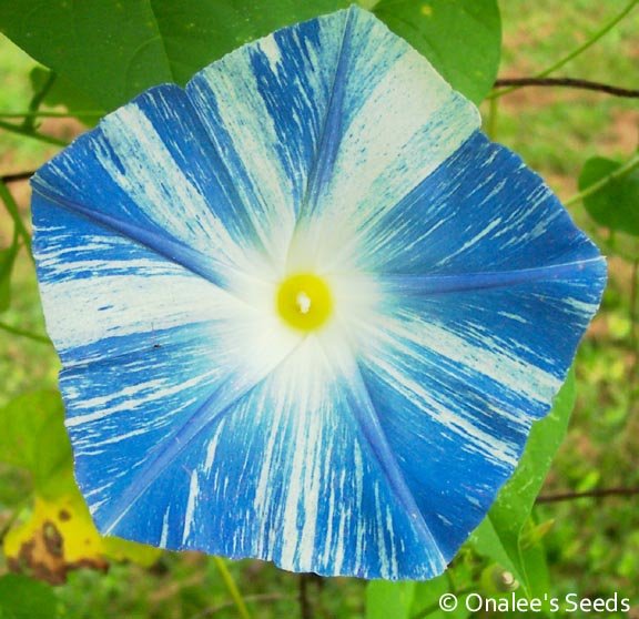 Flying Saucers Morning Glory Seeds, Ipomoea tricolor, Blue and White Stripes