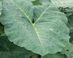 Elephant Ear: Giant Green Tropical Arrow Leaf (Colocasia Esculenta) Taro PLANT