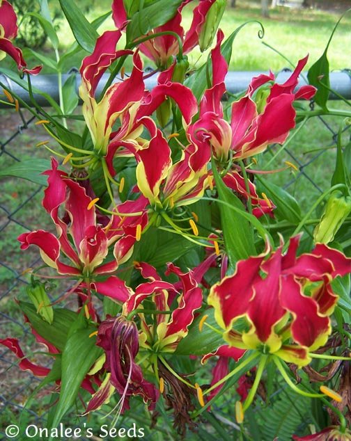 Gloriosa Lily, Climbing Lily, Flame Lily (Gloriosa superba) Seeds