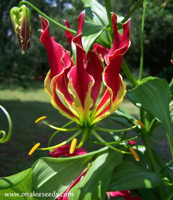 Image 1 of Gloriosa Lily, Climbing Lily, Flame Lily (Gloriosa superba) Seeds