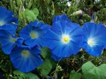 Heavenly Blue Morning Glory Seeds, Ipomoea tricolor