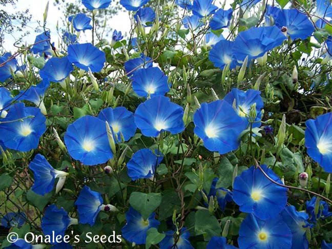 Image 1 of Heavenly Blue Morning Glory Seeds, Ipomoea tricolor