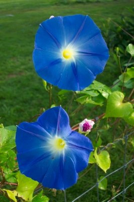 Image 2 of Heavenly Blue Morning Glory Seeds, Ipomoea tricolor