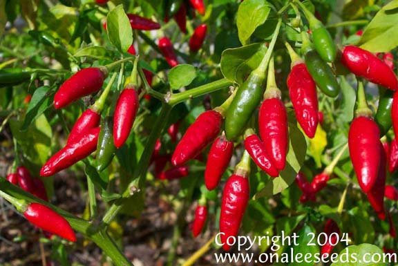 Image 1 of HOT*ORNAMENTAL*EDIBLE Florida Grove Pepper Seeds, Capsicum annuum