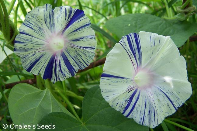 Details about   Ice Peony Japanese Morning Glory 6 Seeds 