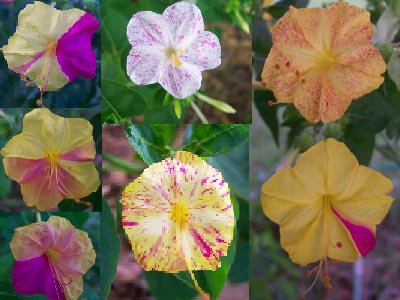 Image 1 of KALEIDOSCOPE (Broken Colours) Four O'Clock / Marvel of Peru Seeds Mirabilis