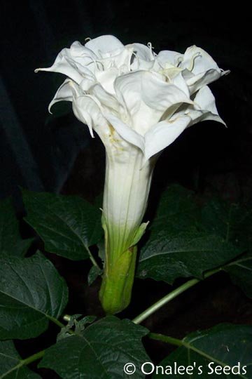 Image 1 of Datura Metel, Large *Triple* Pure WHITE Devil''s Trumpet Seeds