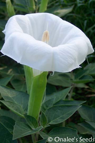Datura Inoxia, Large Moonflower (Single White Trumpets) Devil's Trumpet Seeds