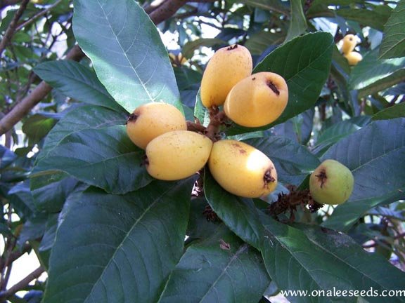 Image 1 of Loquat, Japanese Plum Tree, Eriobotrya japonica Seeds