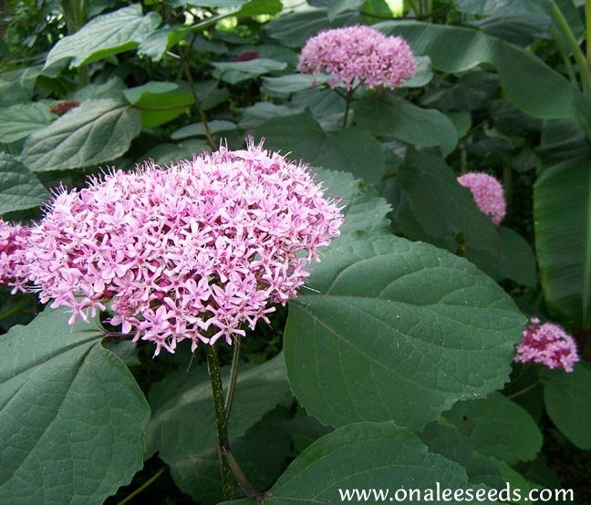 Image 1 of Mexican Hydrangea -  Clerodendrum bungei PLANT