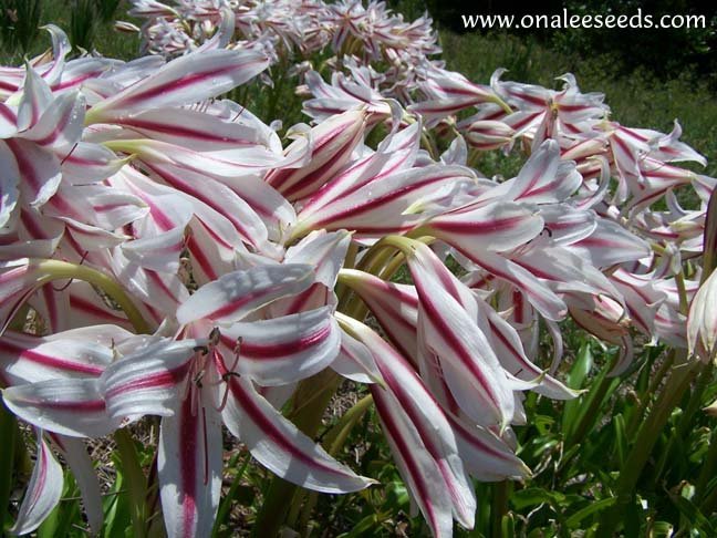Image 1 of Crinum Lily: Milk & Wine Crinum Lily (Crinum scabrum) Bulb
