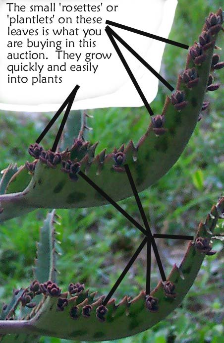Image 2 of MOTHER OF THOUSANDS (cactus succulent) BABIES - Chandelier plant (Kala