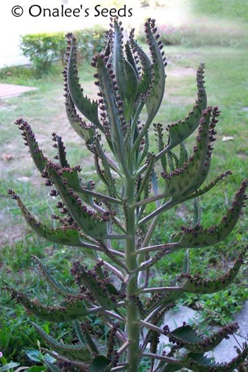Mother of Thousands / Kalenchoe / 20 PLANTS: 1''- 3'' tall / Chandelier plan