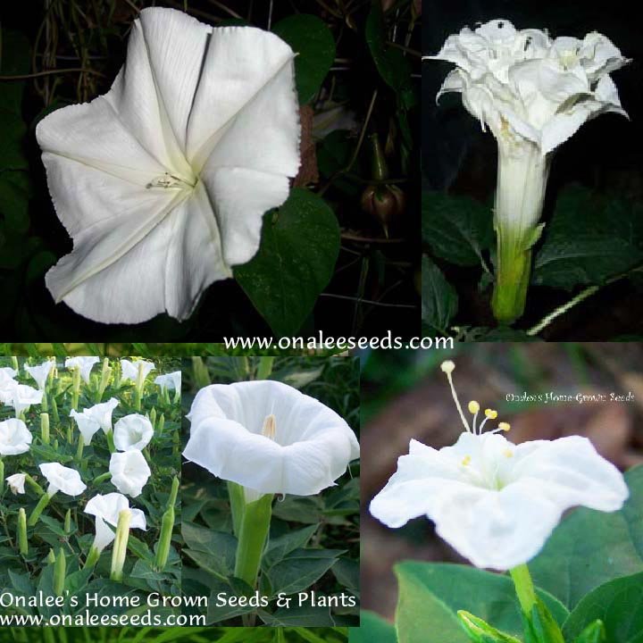 Night Garden Collection #2 Fragrant White Flowers - 4 packs for the price of 3!