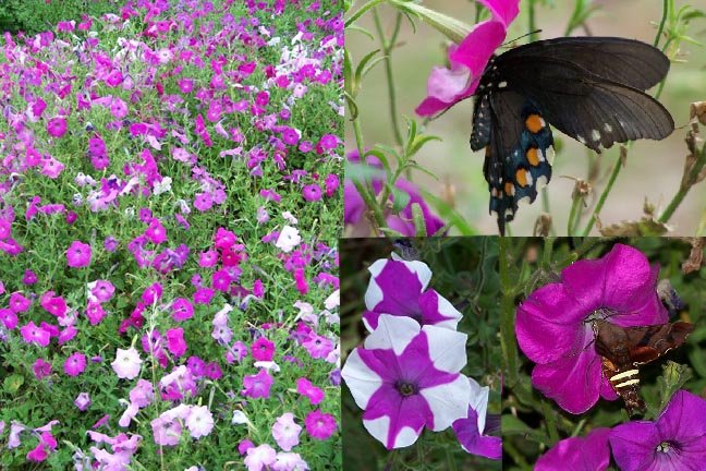 Image 1 of Old Fashioned PETUNIA seeds fuchsia/Pink - Fragrant! Hummingbirds,Butterflies!