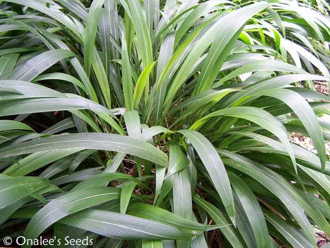 Palm Grass (Setaria Palmifolia) Ornamental Grass, Tropical garden or houseplant