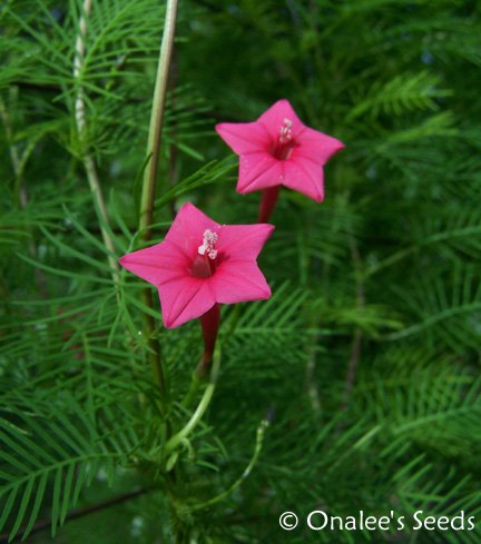 Cypress Vine: PINK (Ipomoea quamoclit) AKA: Hummingbird Vine, Star Glory