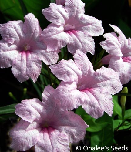 Image 0 of Mexican Petunia PINK (Ruellia Brittoniana) Root Stock / Plants