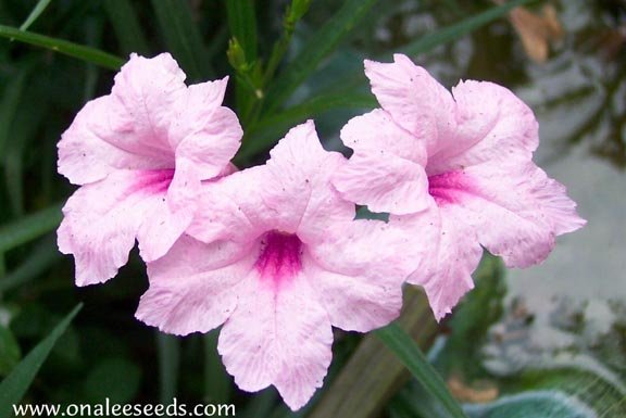 Image 2 of Mexican Petunia PINK (Ruellia Brittoniana) Root Stock / Plants