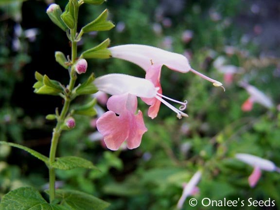 Image 2 of Texas Sage, Salvia Seeds: PINK/CORAL (Salvia Coccinea)
