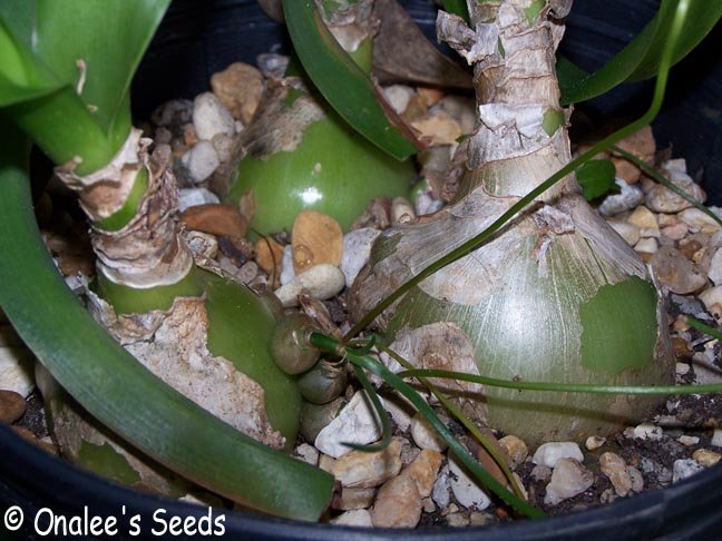 Pregnant Onion Mother Plant / Large Bulb, Ornithogalum longibracteatum
