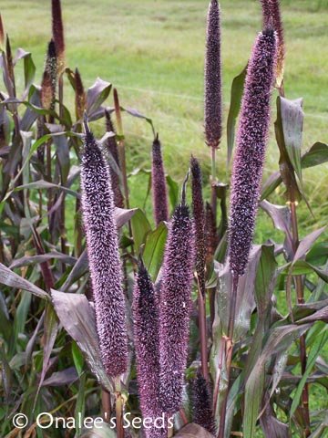 Image 0 of Purple Majesty Millet / Black Ornamental Grass -  Birds! Pennisetum glaucum