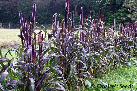 Image 2 of Purple Majesty Millet / Black Ornamental Grass -  Birds! Pennisetum glaucum