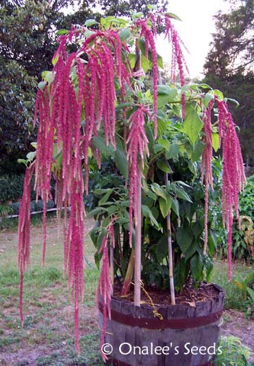 Image 1 of PONY TAILS: Red and/or Green Amaranthus, Celosia, Tassel Flower Seeds