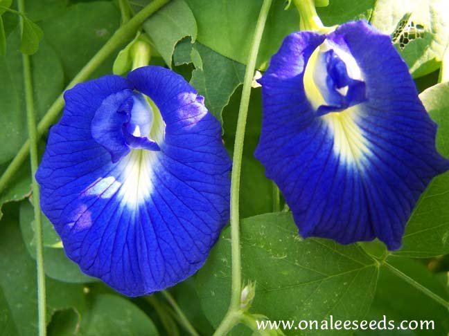 Image 1 of Butterfly Pea Vine Seeds: Rich Royal Blue,  (Clitoria ternatea, bunga telang)