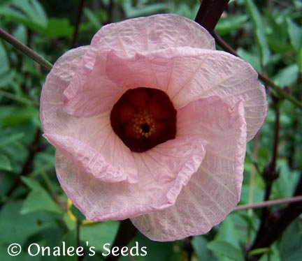 Roselle Hibiscus, Florida Cranberry, Jamaican sorrel (Hibiscus sabdari