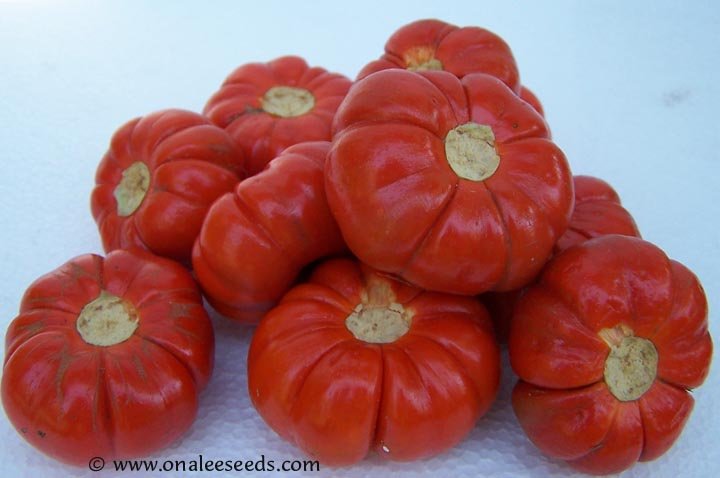 Ruffled Red (Red Ruffles),Hmong Egg Plant, Pumpkin Tree Seeds-Solanum