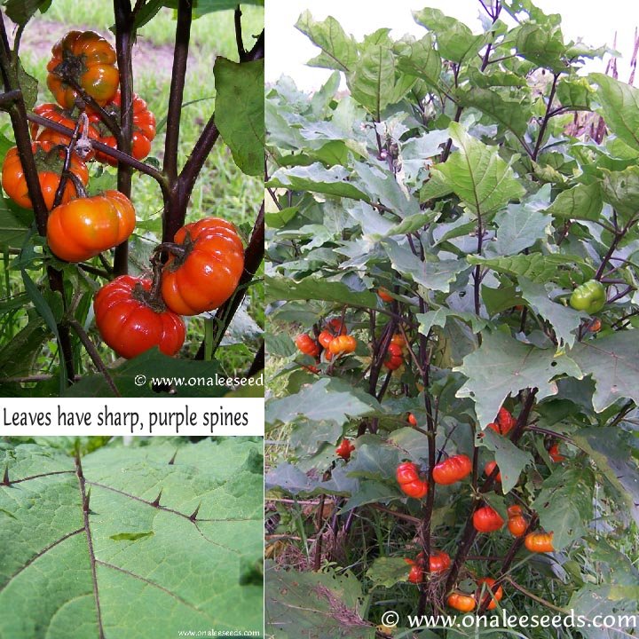 Image 1 of Ruffled Red (Red Ruffles),Hmong Egg Plant, Pumpkin Tree Seeds-Solanum