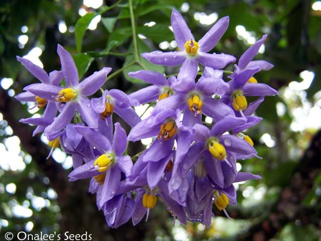 St. Vincent's Lilac (AKA:  Italian Jasmine, Potato Vine) Solanum seaforthianum