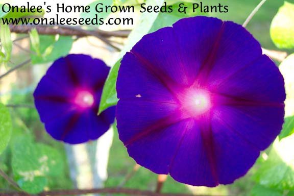Image 0 of Star of Yelta (Deep Velvety Purple) Morning Glory (Ipomoea purpurea) Seeds